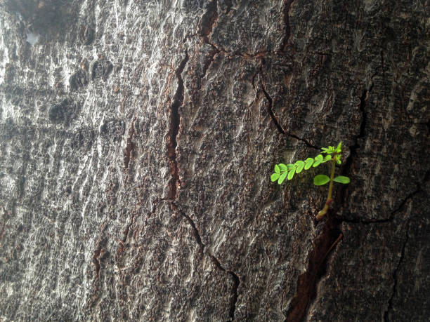istock bark tree and young leaf for texture and wall paper 675495370