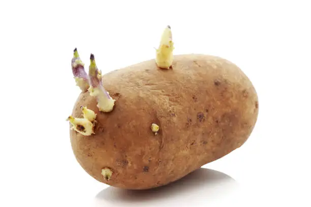 The potatoes with sprouts on white background