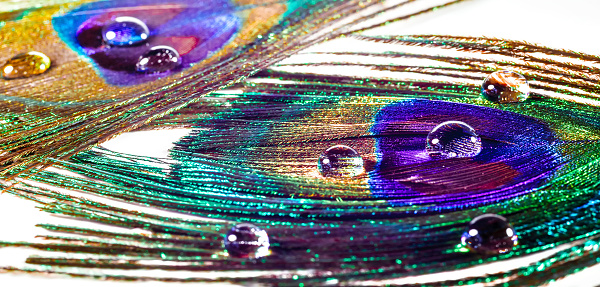 Two peacock feather lying on a white horizontal surface. A few bright drops of water glow bright light. Part of the image blurred. The shallow depth of field. Iridescent colours on the feathers.