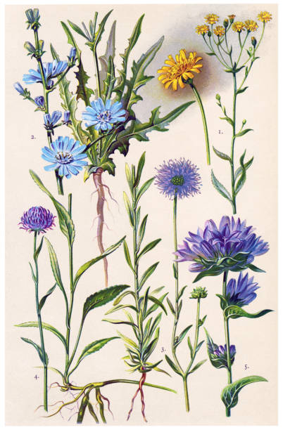 ilustrações, clipart, desenhos animados e ícones de plantas medicinais e ervas - succory