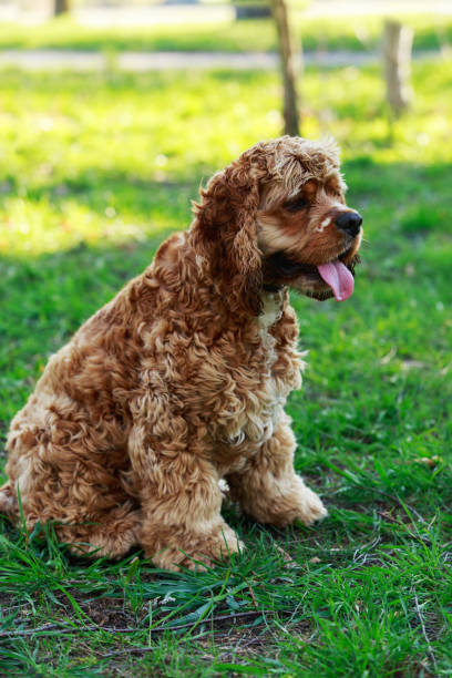istock dog breed American Cocker Spaniel 675501172
