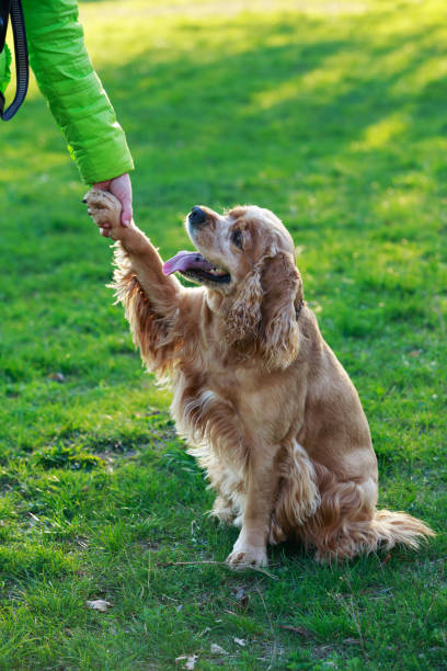 istock dog breed American Cocker Spaniel 675501510