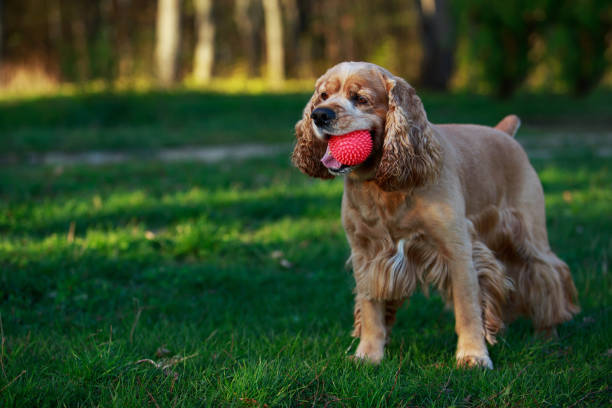 istock dog breed American Cocker Spaniel 675501726