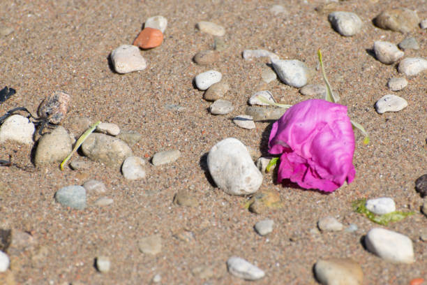 istock Sere rose on the beach 675502026