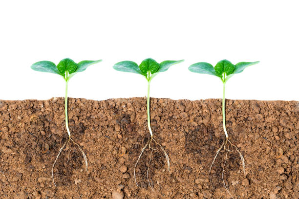 istock Growing plant with underground root visible on white background 675502118
