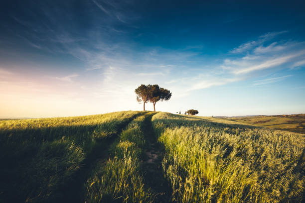 пейзаж тосканы на закате - dirt road tranquil scene blue travel destinations стоковые фото и изображения