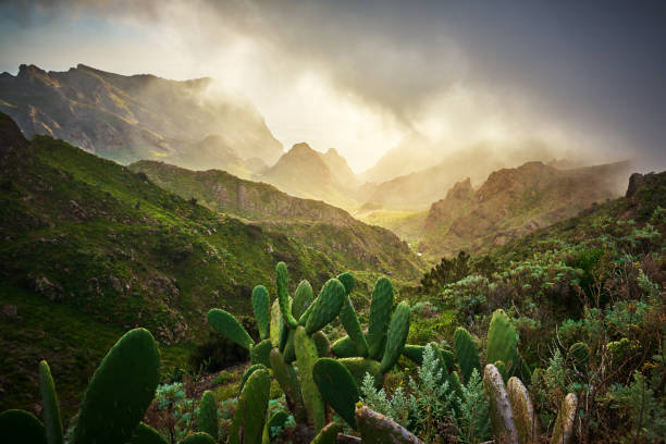 abstract nature background with cactus plants, mountains, valleys in Teno Mountains, photo taken in Tenerife.