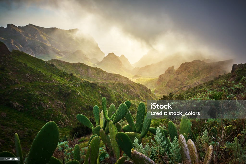 amazing nature in Teno mountain valley abstract nature background with cactus plants, mountains, valleys in Teno Mountains, photo taken in Tenerife. Tenerife Stock Photo