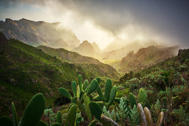 amazing nature in Teno mountain valley abstract nature background with cactus plants, mountains, valleys in Teno Mountains, photo taken in Tenerife. tenerife photos stock pictures, royalty-free photos & images