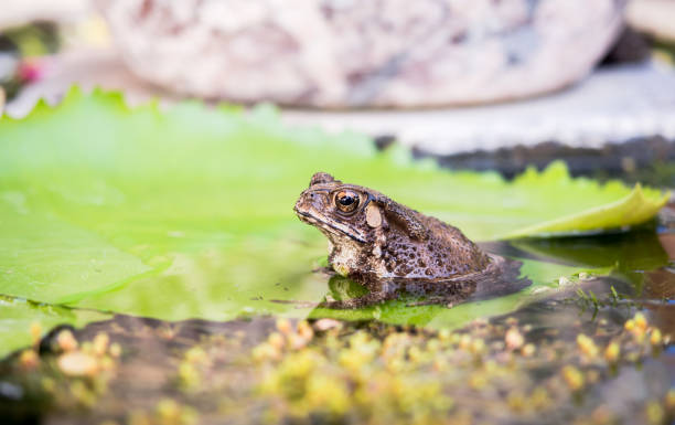istock Close up toad on a green lotus leaf in the river on bright day. 675508688