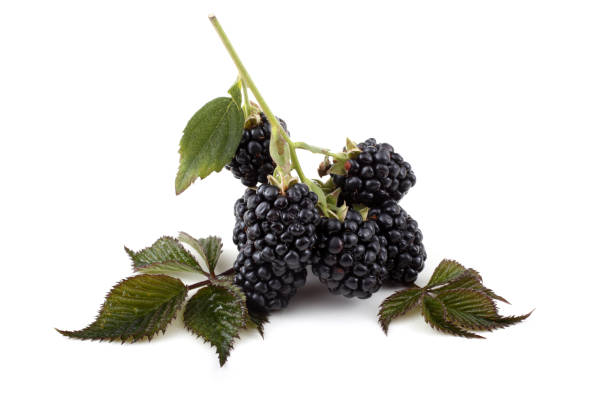 istock Cluster of blackberries 675511636