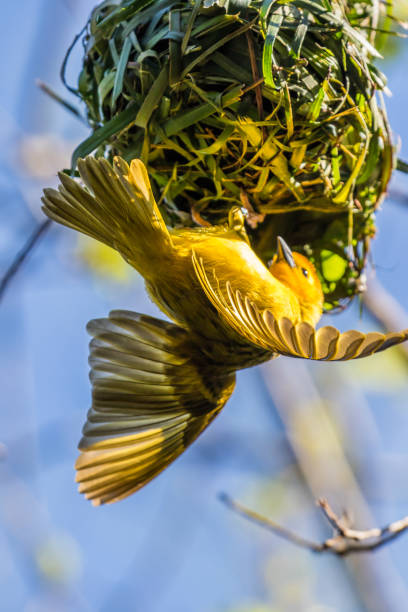 istock Why Did I Put My Nest Upside Down 675512260