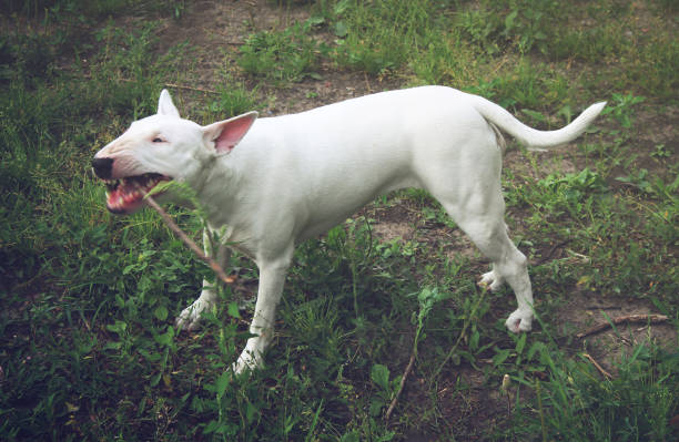 White English Bull Terrier play with a stick on nature stock photo