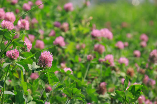 istock Murasakitsumekusa 675521582