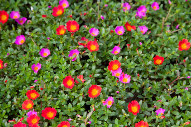 istock Summer flower in garden 675526272
