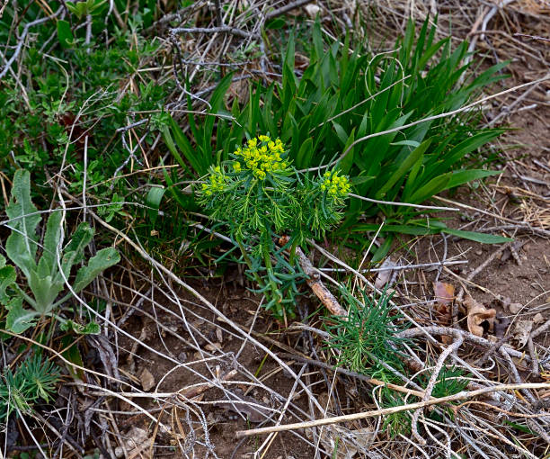 istock The spurge blossom in the Balkan mountains. 675528802