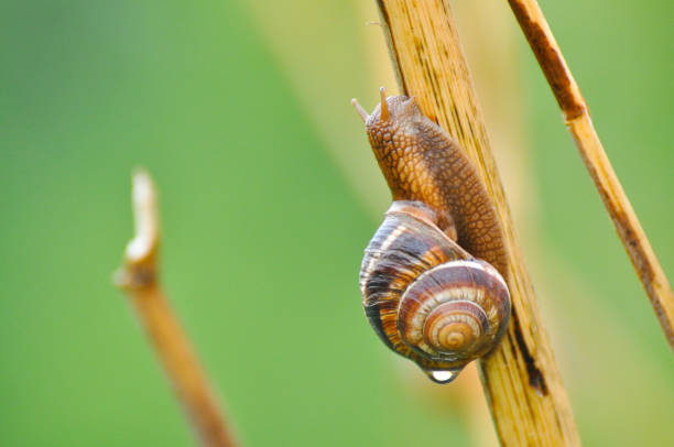 istock Snail crawling up the stem after rain. 675529210