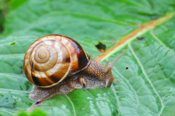 istock Snail crawling on green leaf in garden on rain. 675529826