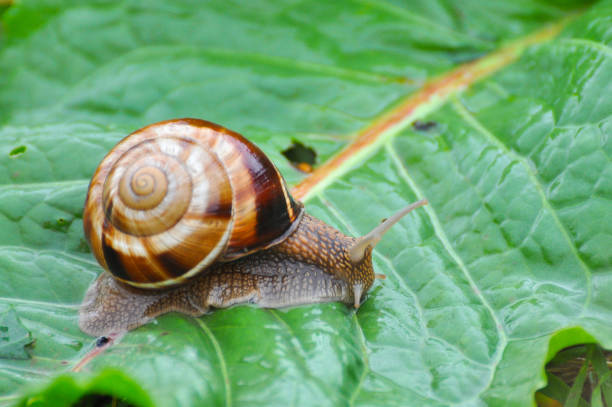 istock Snail crawling on green leaf in garden on rain. 675529950