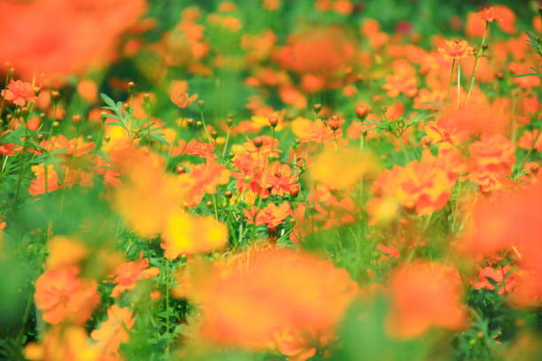 istock Beautiful cosmos flower 675534022