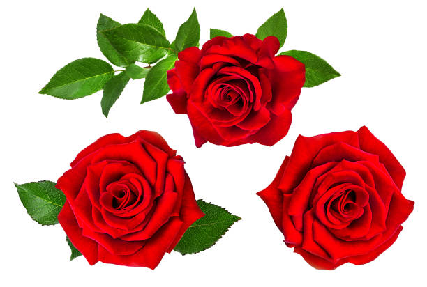 istock rose isolated on the white 675539758
