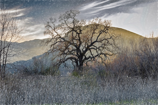 A winter scene in the Santa Monica mountains in Southern California, with a leafless oak tree, dry brush and hazy background