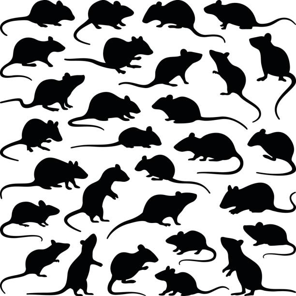 Rat and mouse Rat and mouse collection - vector silhouette mouse stock illustrations