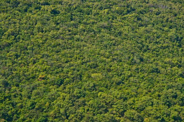 istock View of green forrest on mountainside 675546334