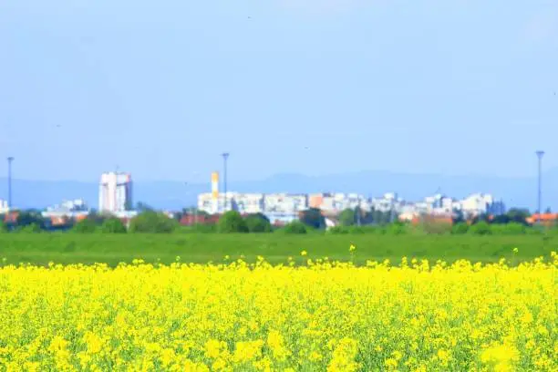 Agriculture field and blurred town with skyscrapers in background
