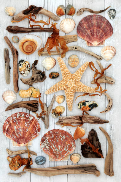 istock Seashell and Driftwood Abstract Art 675546434