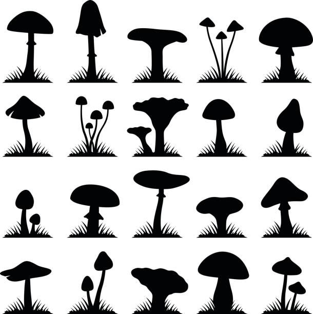 Mushroom and toadstool Mushroom and toadstool collection - vector silhouette edible mushroom stock illustrations