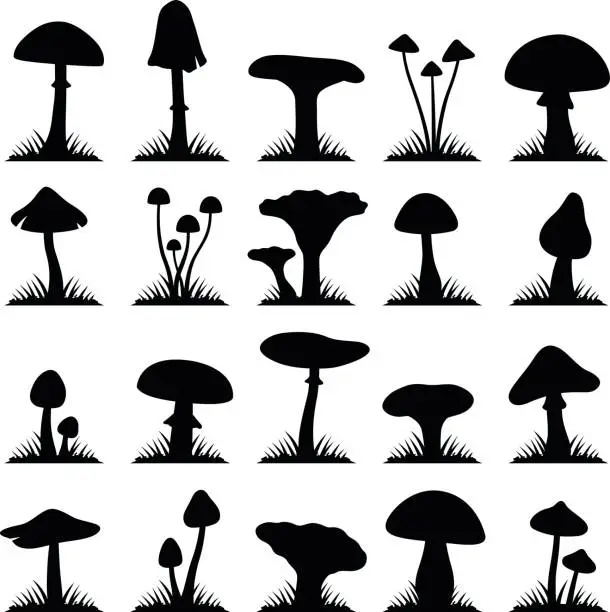 Vector illustration of Mushroom and toadstool