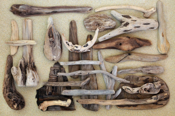 istock Driftwood Abstract on Sand Beach 675546980