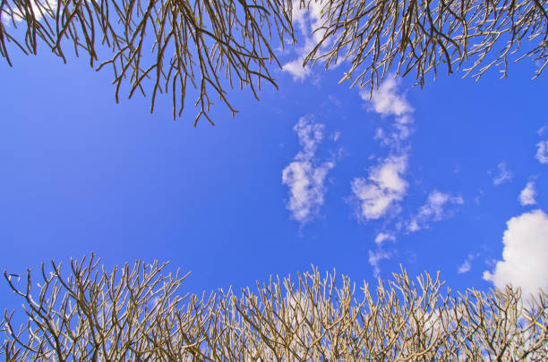 soft focus;blurry of Branch and blue sky background