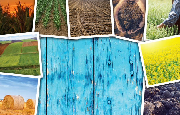 istock Agriculture themed photo collage with copy space 675550014