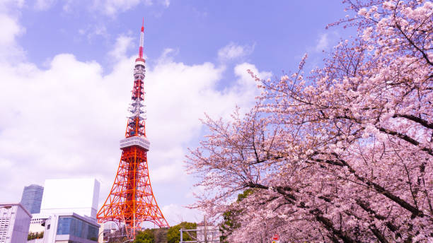 istock Tokyo tower with sakura foreground in spring time at Tokyo 675550618