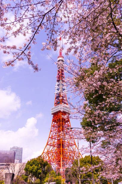 istock Tokyo tower with sakura foreground in spring time at Tokyo 675550742