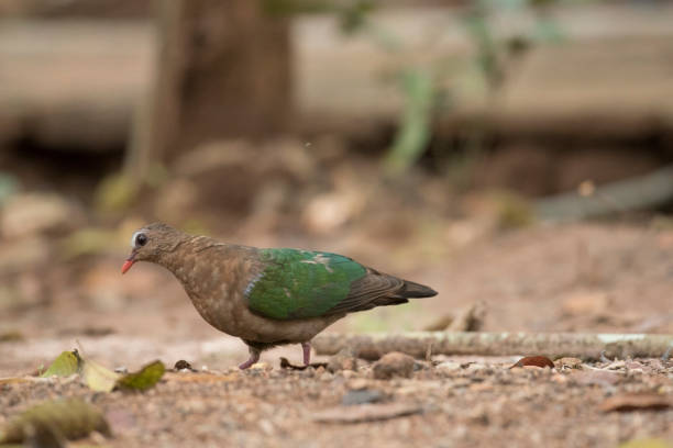 istock Nature, Emerald Dove Green-winged Pigeon 675552950