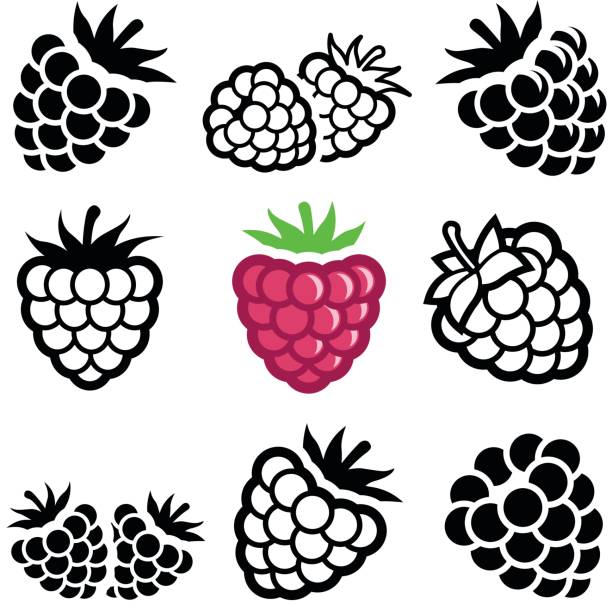 Raspberry Raspberry icon collection - vector illustration raspberry stock illustrations