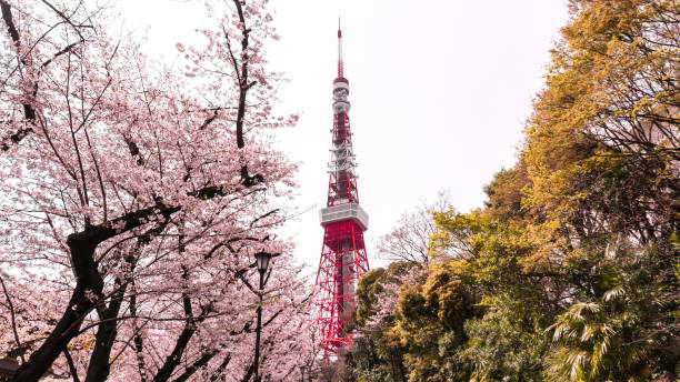 istock Tokyo tower with sakura foreground in spring time at Tokyo 675553438