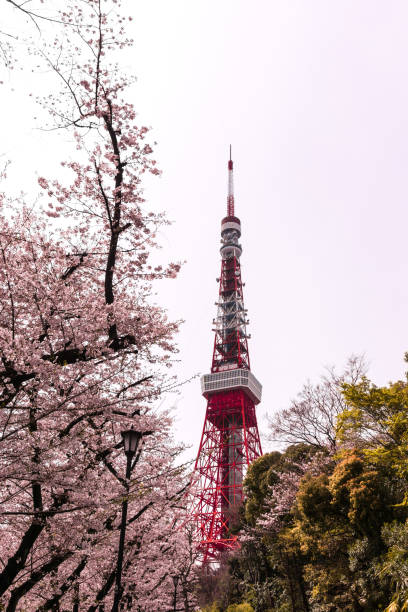 istock Tokyo tower with sakura foreground in spring time at Tokyo 675553740