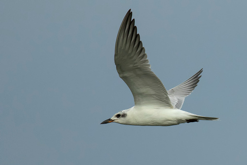 Gull Billed Tern in Flight