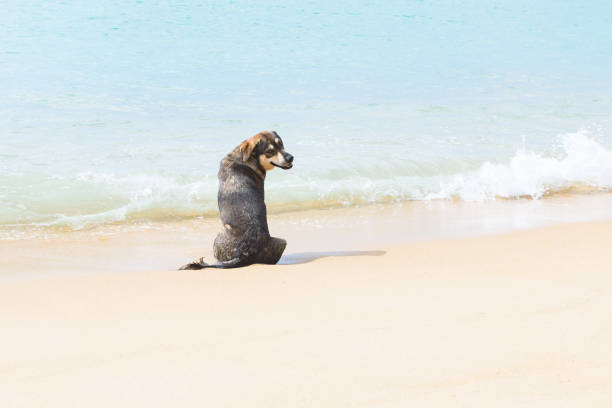 istock Phuket, The Dog On The Beach 675559954