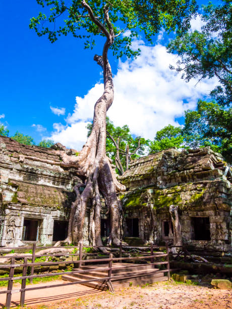 tempio di ta phrom, angkor, provincia di siem reap, cambogia - bayon phrom foto e immagini stock