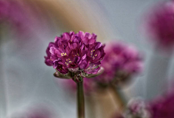 Flower Close-up stock photo