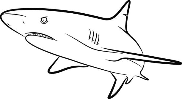 Shark Line Art A hand drawn vector Cartoon Illustration of a shark tiger shark stock illustrations