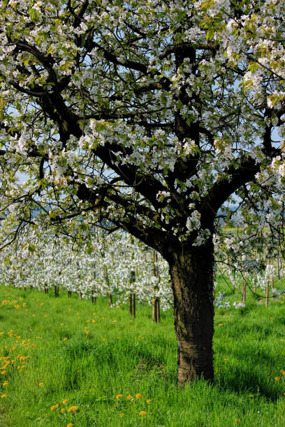 istock Flowers of white cherry blossoms on a spring day, Germany 675563008
