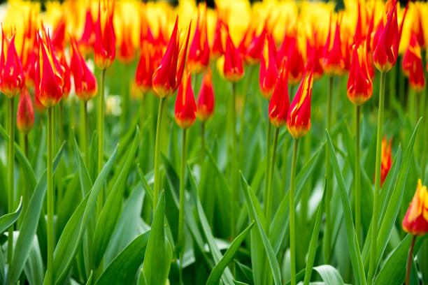 istock Flowers in Holland 675566232