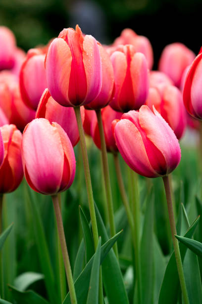istock Flowers in Holland 675566892