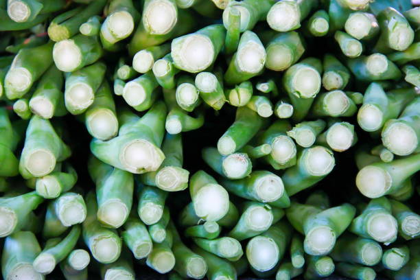 istock fresh kale in market , Thailand 675566910